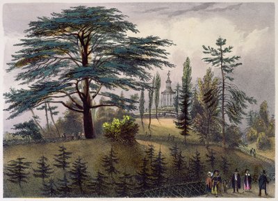 Die Zeder von Libanon und das Labyrinth im Jardin des Plantes, Paris von Philippe Benoist
